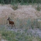 Junger Bock