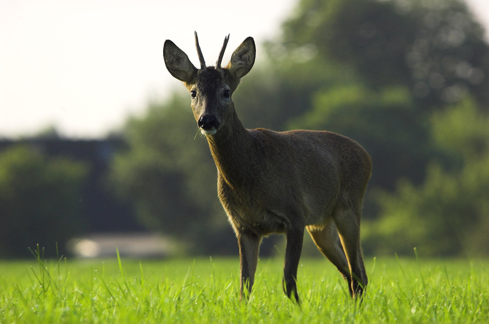 Junger Bock