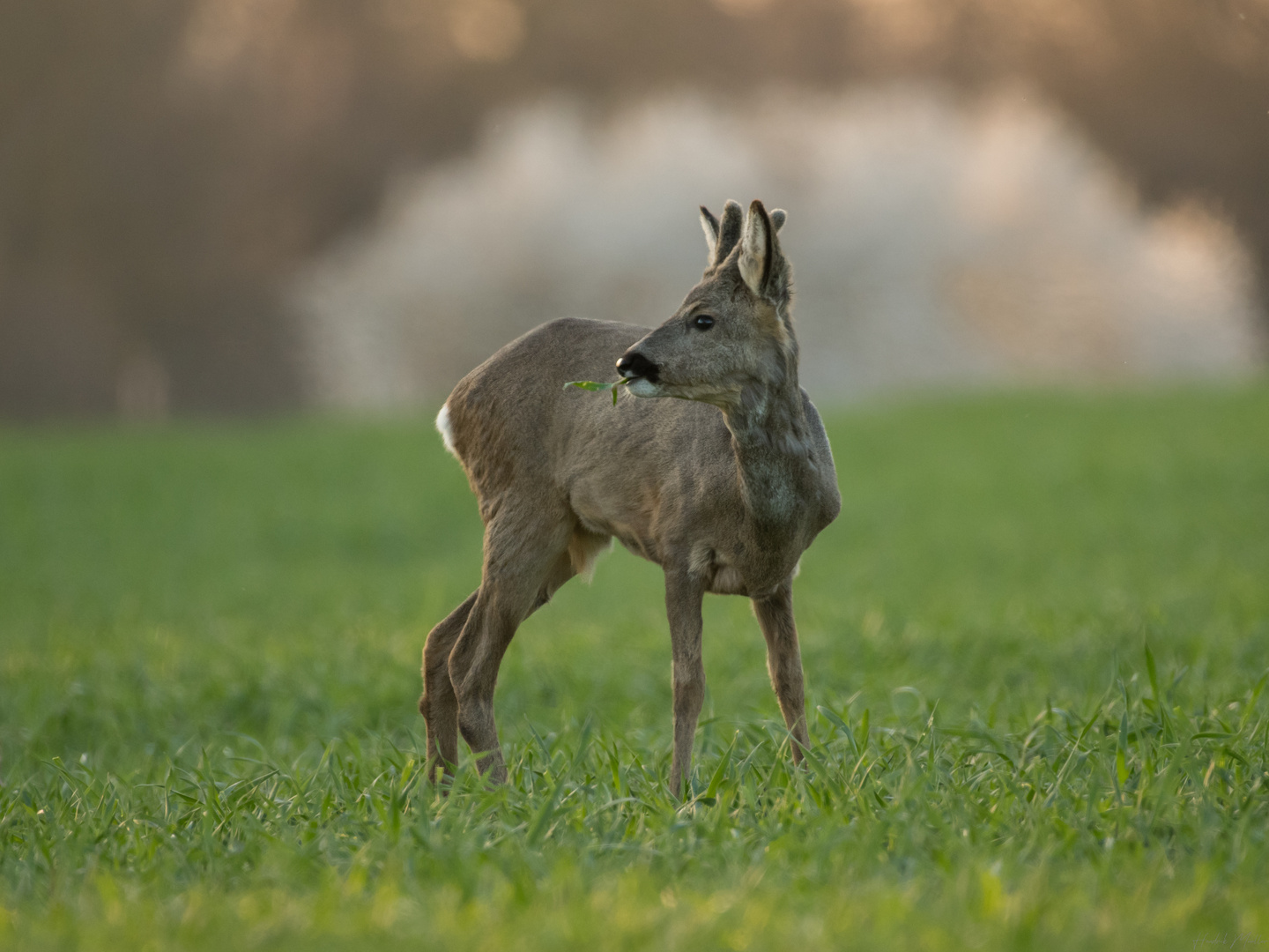 Junger Bock im Abendlicht