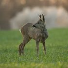 Junger Bock im Abendlicht