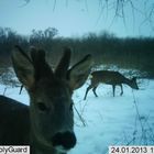 junger Bock im Bast