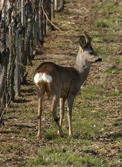 Junger Bock im Rebberg (Hallau)