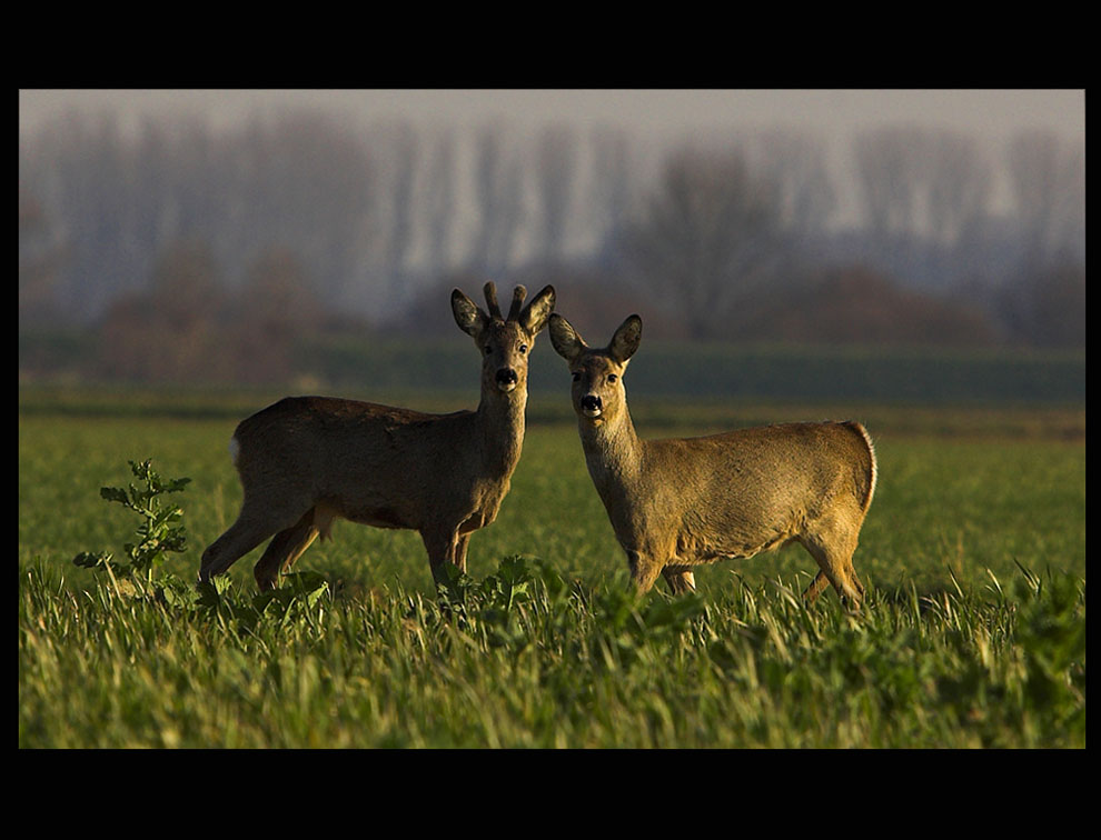 Junger Bock + Ricke