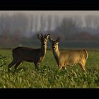 Junger Bock + Ricke