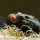 Junger Bonobo....