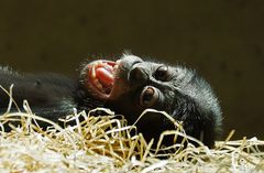 Junger Bonobo....