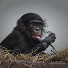 junger Bonobo......