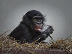 junger Bonobo......