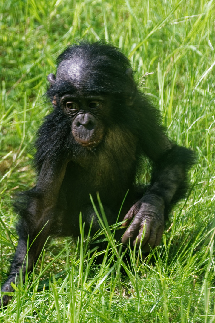 junger Bonobo