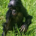 junger Bonobo