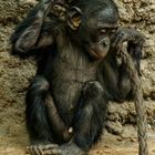 junger Bonobo