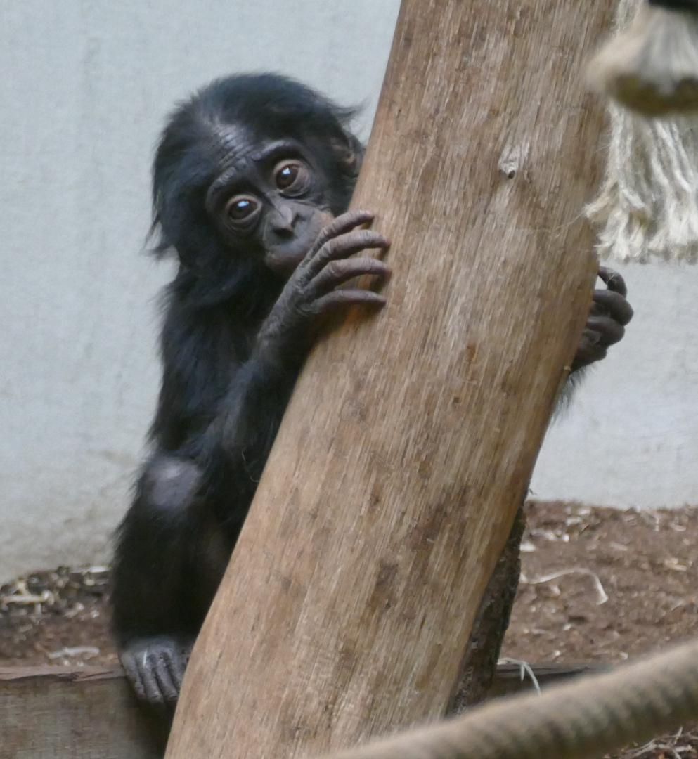 junger Bonobo im Wuppertaler Zoo