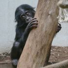 junger Bonobo im Wuppertaler Zoo