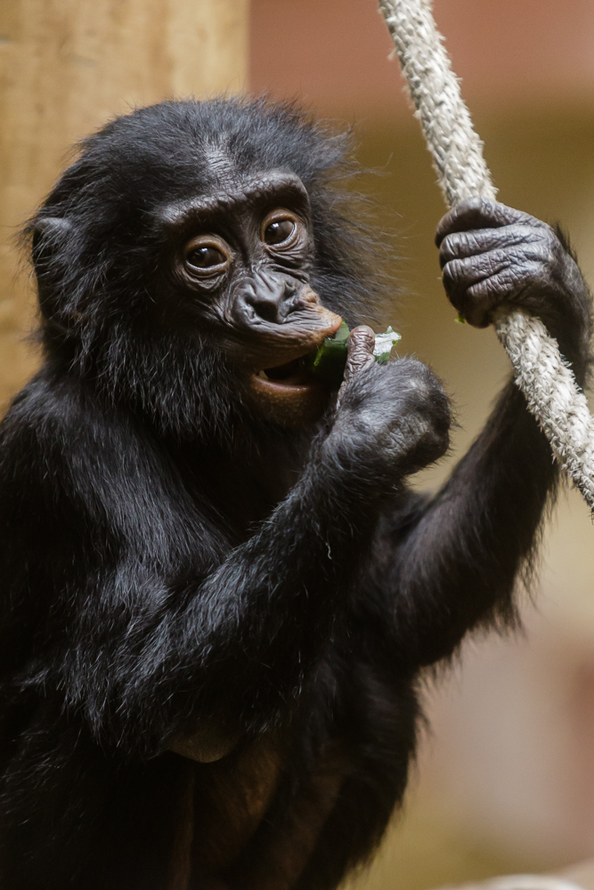 Junger Bonobo Schimpanse