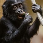 Junger Bonobo Schimpanse