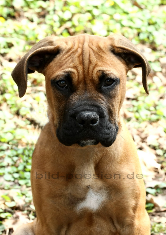 Junger Boxer Dogge Mischling Foto Bild Tiere Haustiere Hunde Bilder Auf Fotocommunity