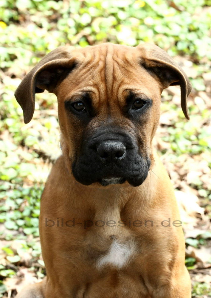 Junger Boxer Dogge Mischling