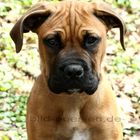 Junger Boxer Dogge Mischling