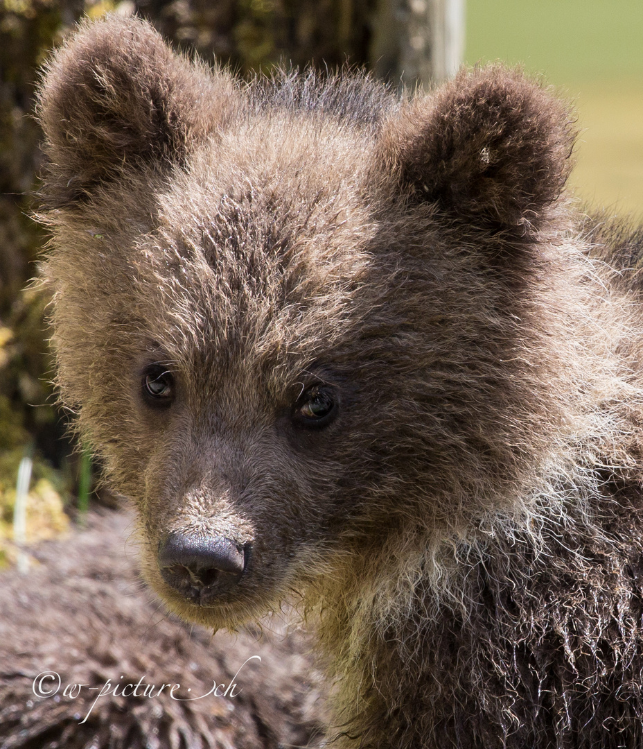 Junger Braunbär