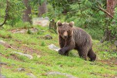 Junger Braunbär