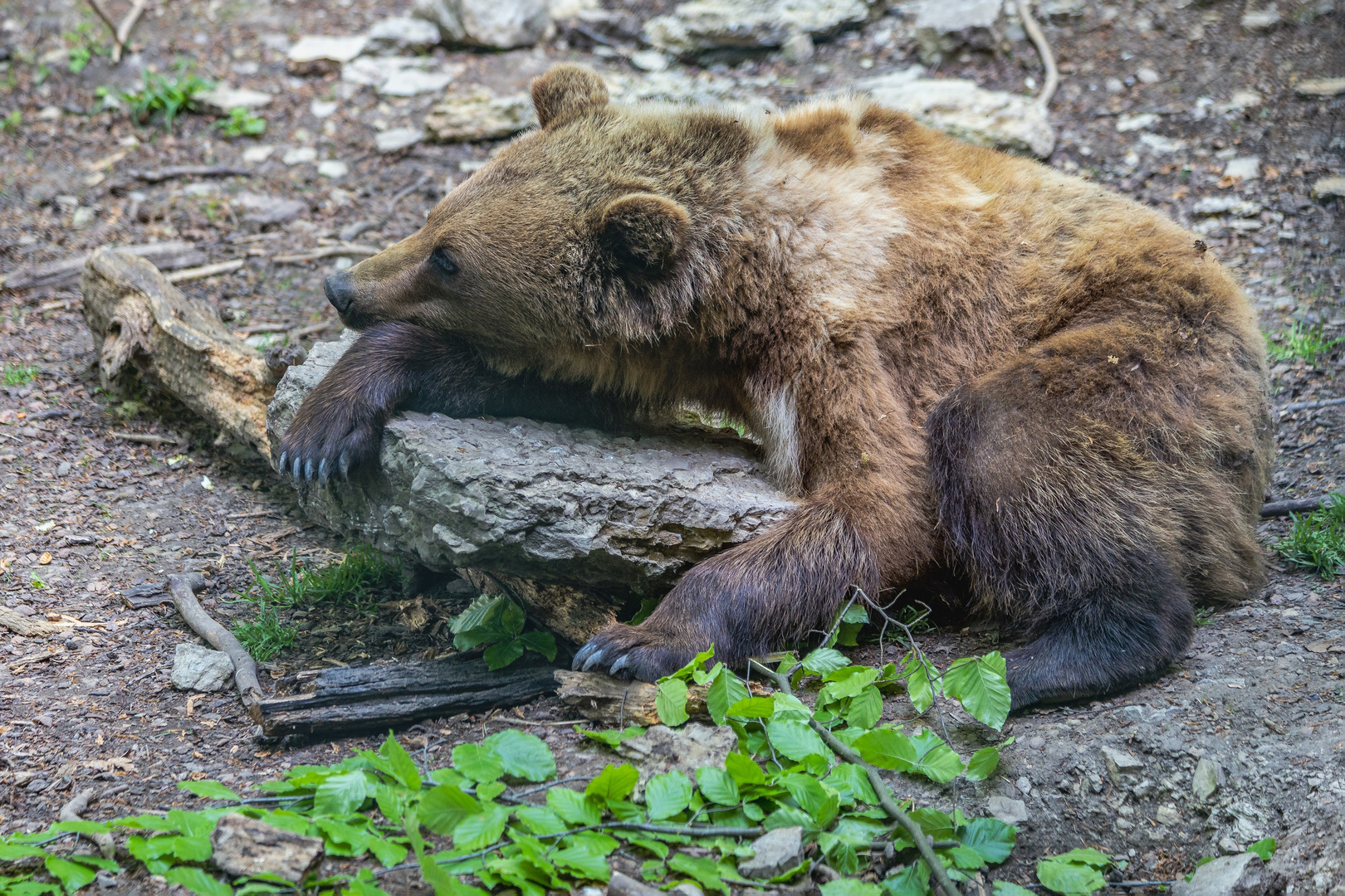 Junger Braunbär 