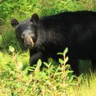 Junger Braunbär