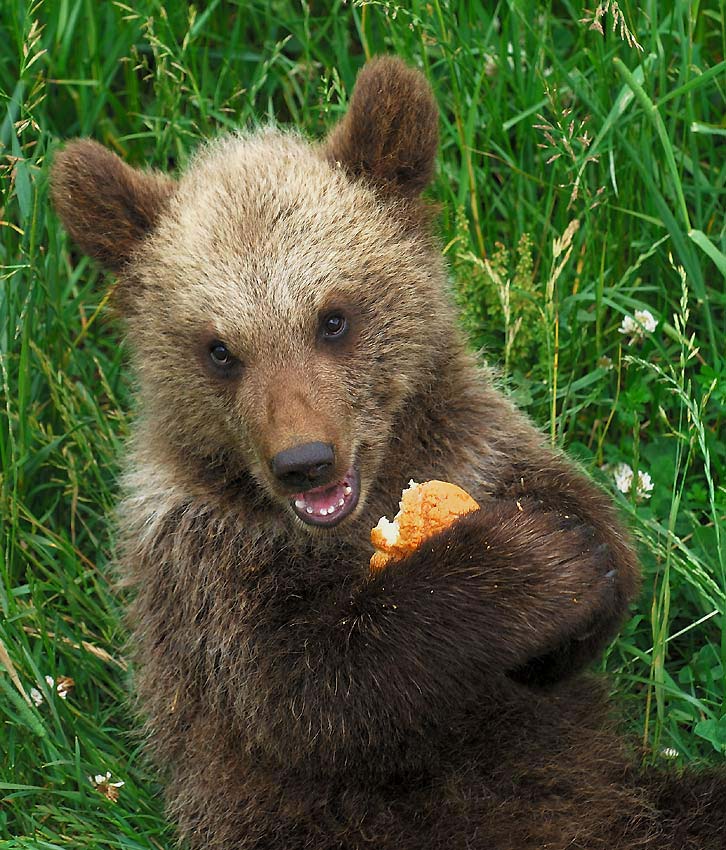 junger Braunbär