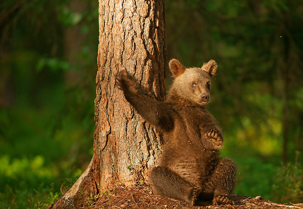 Junger Braunbär