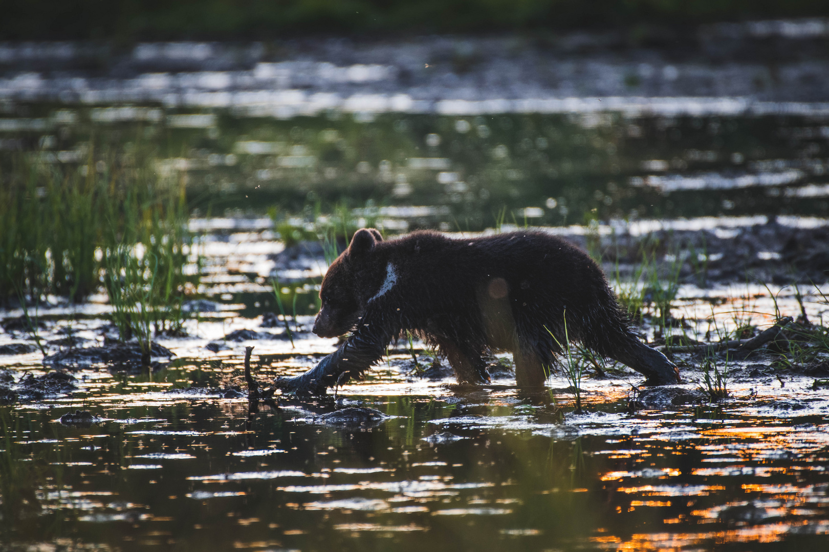 Junger Braunbär