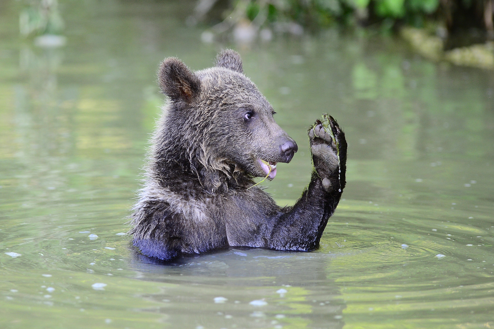 Junger Braunbär