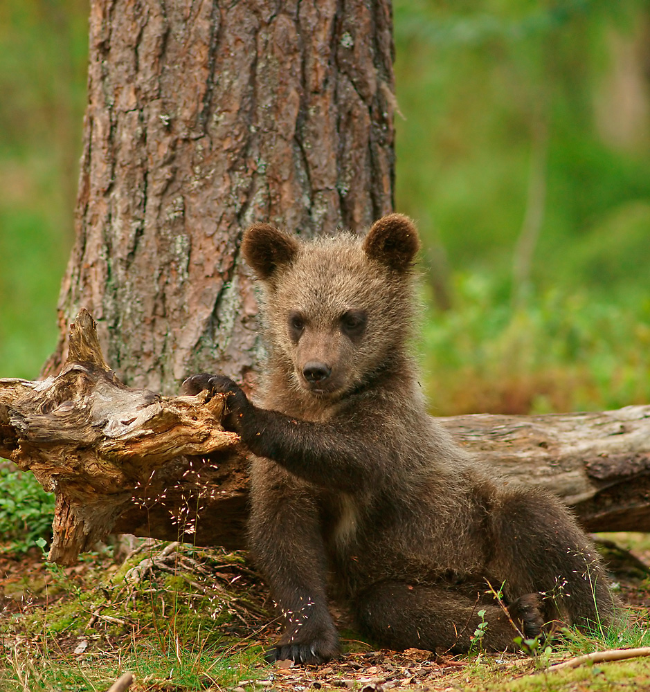 Junger Braunbär