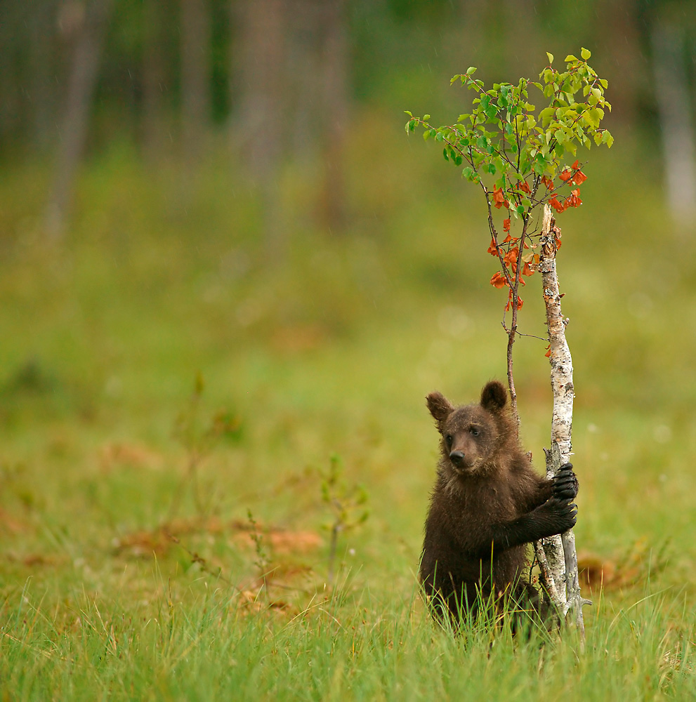 Junger Braunbär