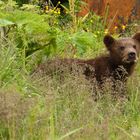 junger Braunbär im Gras