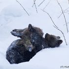 Junger Braunbär mit Frischling