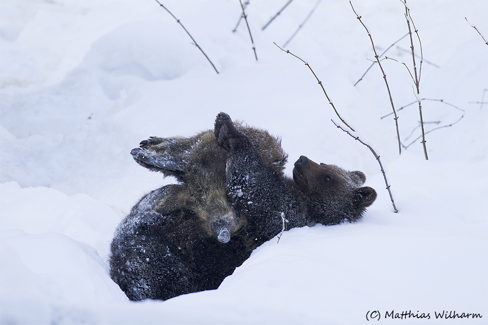 Junger Braunbär mit Frischling