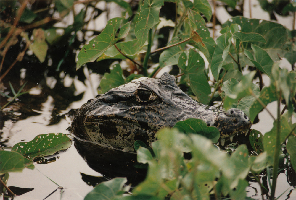 Junger Brillenkaiman im Pantanal