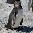 Junger Brillenpinguin in der Nähe von Kapstadt