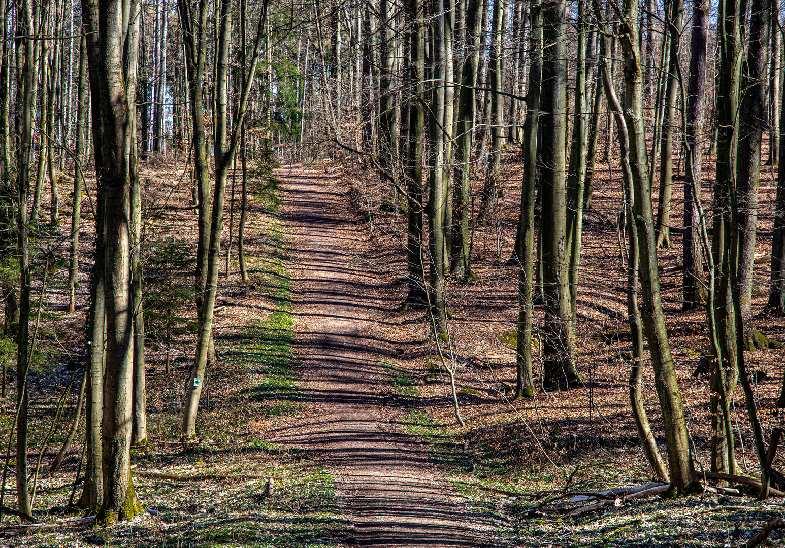 Junger Buchenwald