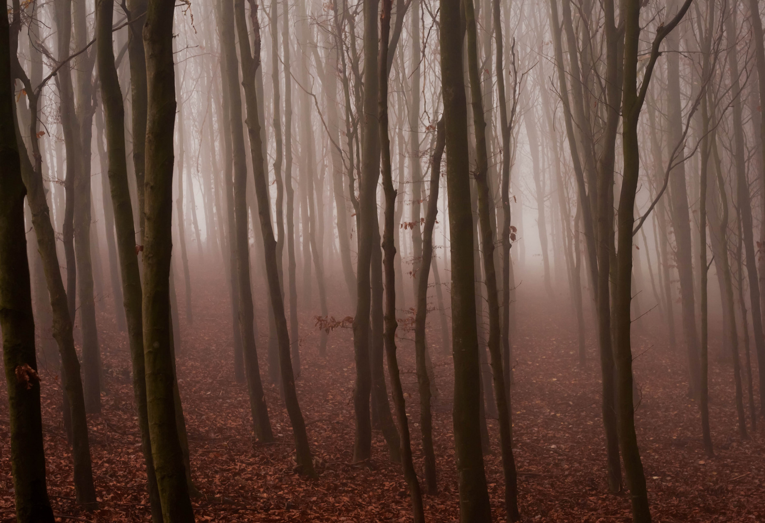 Junger Buchenwald im Nebel