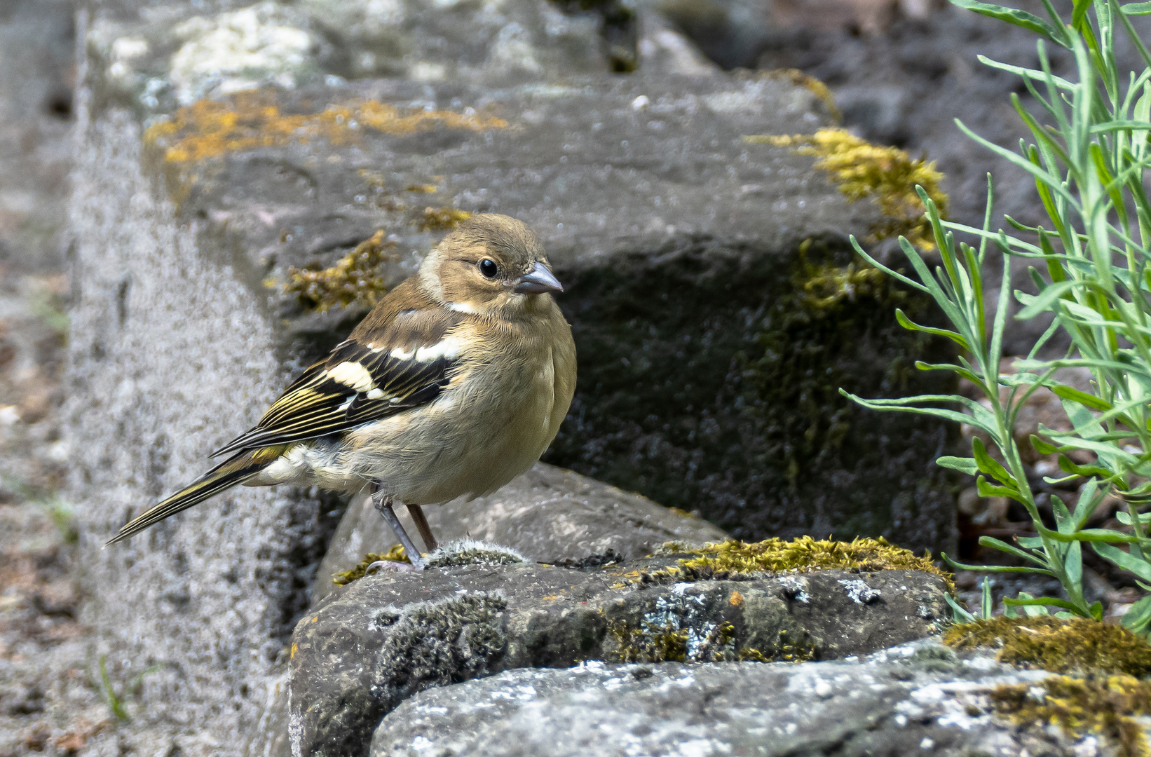 Junger Buchfink