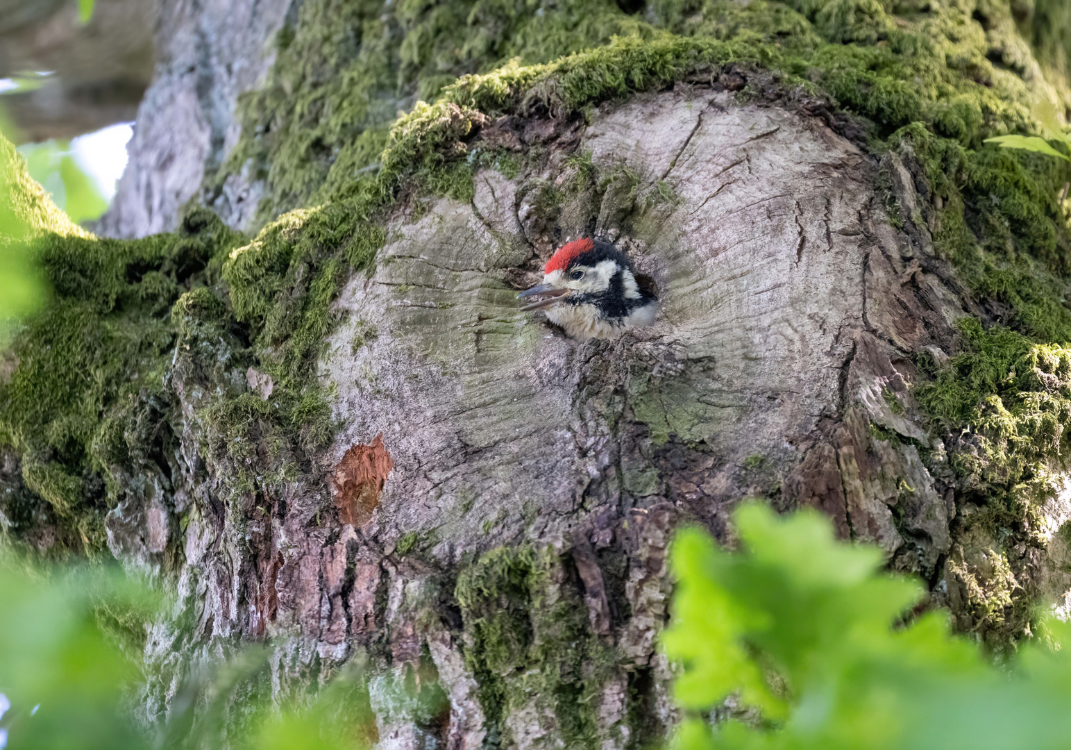 Junger Buntspecht