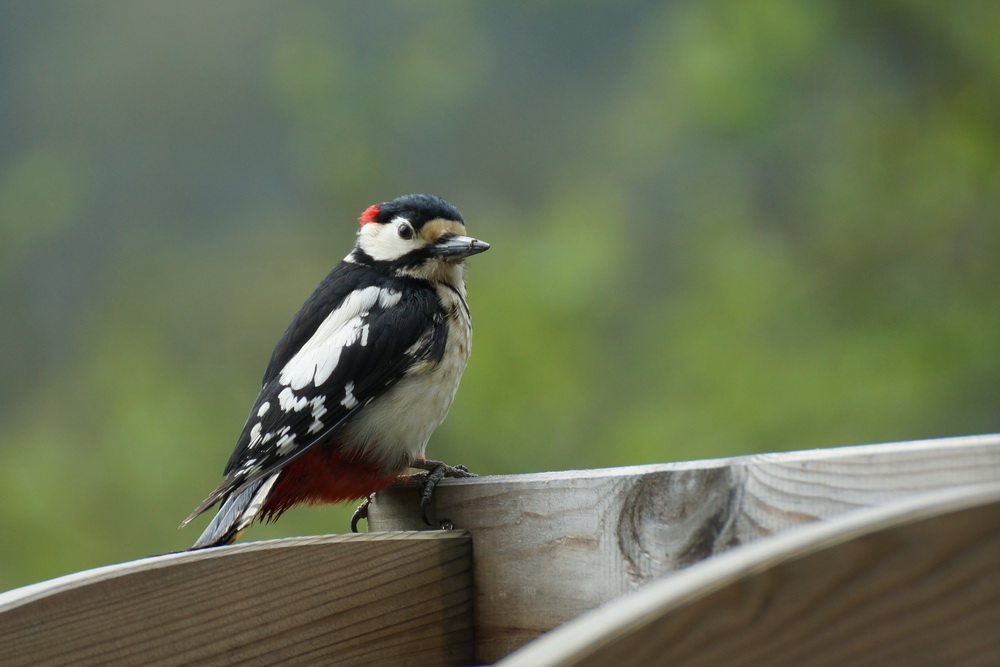 junger Buntspecht