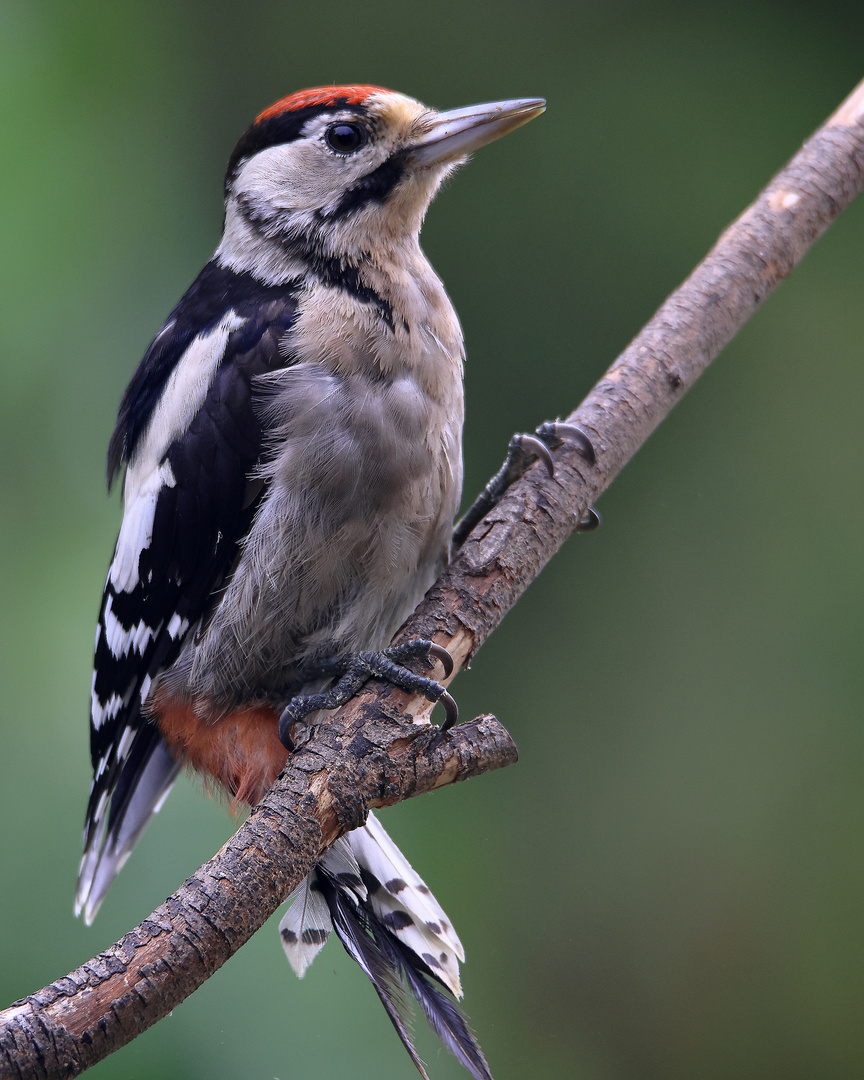 Junger Buntspecht (Dendrocopos major)