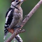 Junger Buntspecht (Dendrocopos major)