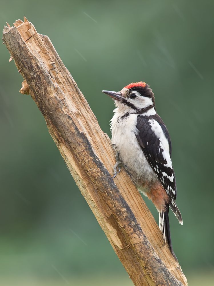 Junger Buntspecht im Regen