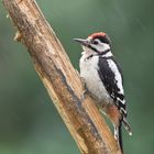 Junger Buntspecht im Regen