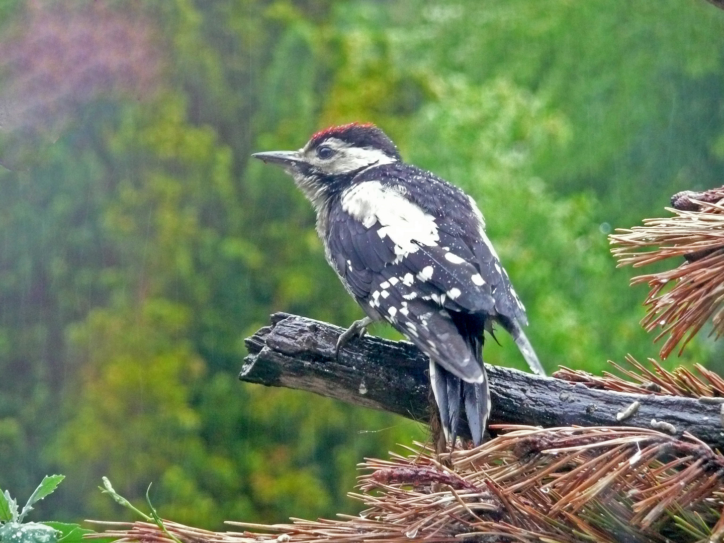 junger Buntspecht im Regen