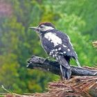 junger Buntspecht im Regen