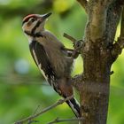 Junger Buntspecht zu Besuch