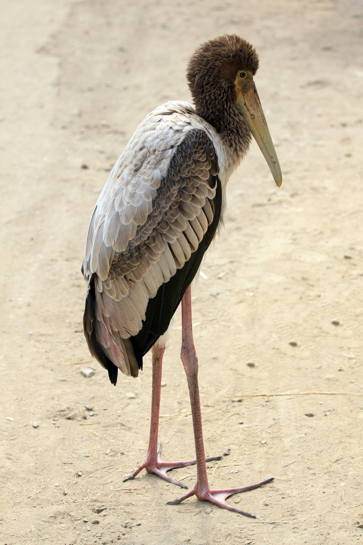 Junger Buntstorch